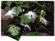 Trichosanthes kirilowii 